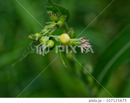 イネ科ジュズダマの花 イネ科ジュズダマの花 107125675