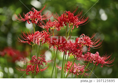 彼岸花 107125695