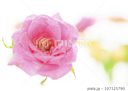 明るいピンクや黄色のバラ 107125790