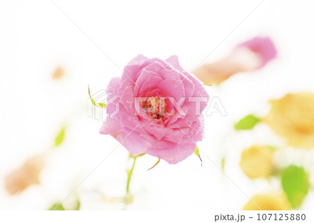 ピンクや黄色の明るくかわいいバラ ピンクや黄色の明るくかわいいバラ 107125880