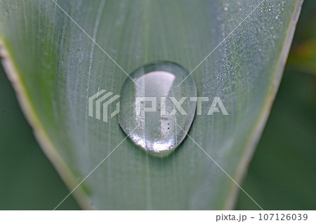 ガラス玉のような水滴 107126039