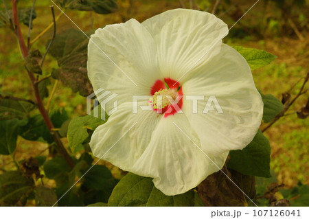 秋に咲いた夏の花アメリカフヨウ 107126041