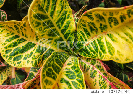 Garden croton Codiaeum variegatum aka variegated croton leaves close up background texture 107126146