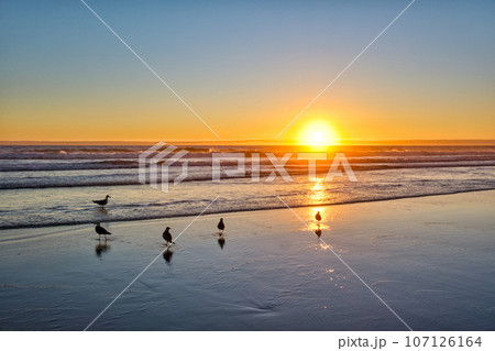 Seagulls on beach sund at atlantic ocean sunset with surging waves at Fonte da Telha beach, Costa da Caparica, Portugal 107126164