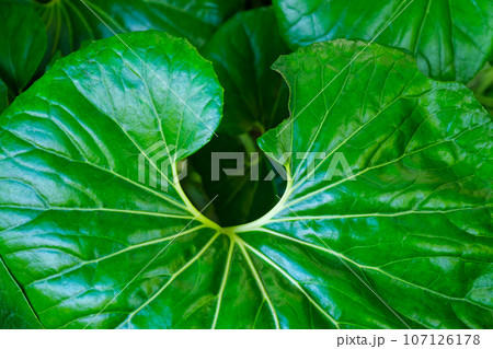 Leopard plant Farfugium japonicum Giganteum leaves top view close up texture 107126178