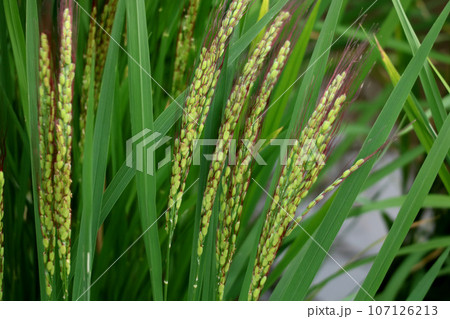 古代米 古代米 107126213