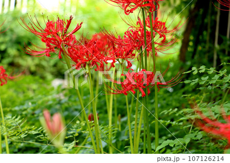 ヒガンバナ 107126214