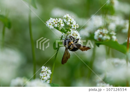 満開の白い蕎麦の花の花粉を集めるタイワンタケクマバチ 満開の白い蕎麦の花の花粉を集めるタイワンタケクマバチ 107126554