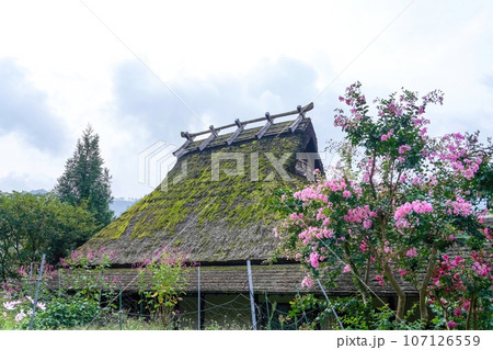 満開のサルスベリの花と苔むした古い茅葺屋根の家のコラボ情景 満開のサルスベリの花と苔むした古い茅葺屋根の家のコラボ情景 107126559