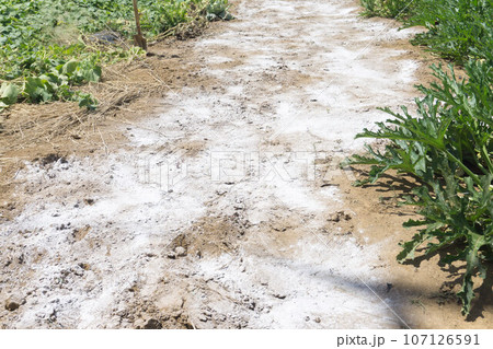 苦土石灰　畑 107126591