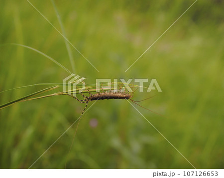 オオゲジ 107126653