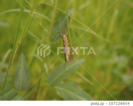 オオゲジ 107126654