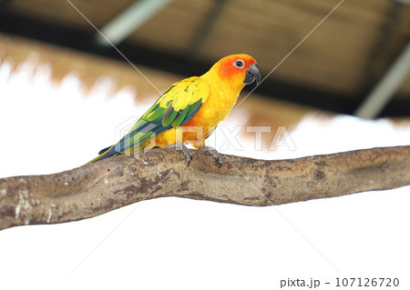 The mini parrot bird on stick tree The mini parrot bird on stick tree 107126720