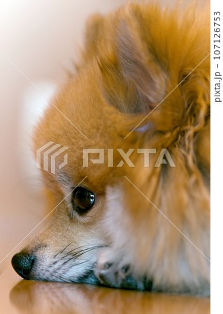 留守番で退屈なポメラニアン 留守番で退屈なポメラニアン 107126753