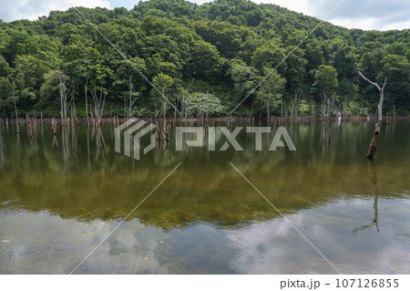 ダムの湖面と枯れ木の風景 ダムの湖面と枯れ木の風景 107126855