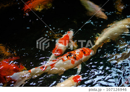 Koi fish A large school of Koi fish cluster together Koi fish A large school of Koi fish cluster together 107126946