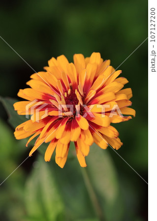 ジニア　0152 107127200