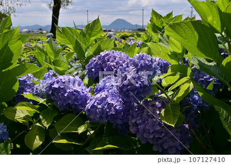 芦刈園 アジサイ 芦刈園 アジサイ 107127410