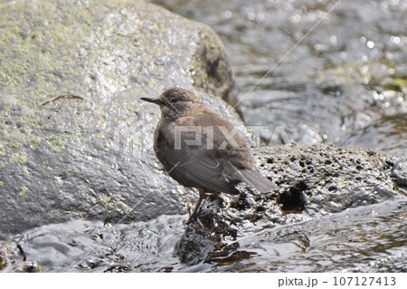知床半島の小川で餌を探すカワガラス 107127413