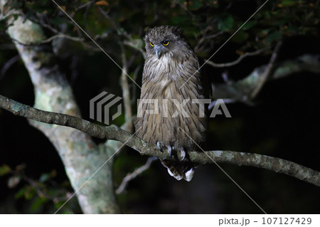 知床半島の木の枝にとまって魚を探すシマフクロウ 知床半島の木の枝にとまって魚を探すシマフクロウ 107127429