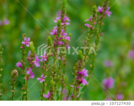 ミソハギ科ミソハギの花 107127430