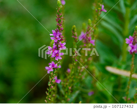 ミソハギ科ミソハギの花 ミソハギ科ミソハギの花 107127432