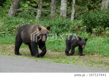 知床半島の道路を歩くヒグマの親子 107127441