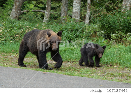 知床半島の道路を歩くヒグマの親子 107127442