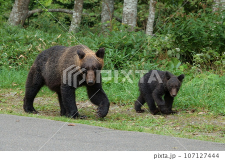 知床半島の道路を歩くヒグマの親子 知床半島の道路を歩くヒグマの親子 107127444