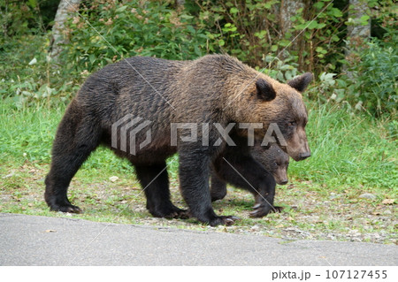 知床半島の道路を歩くヒグマの親子 107127455