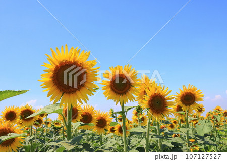 ひまわり5160 107127527