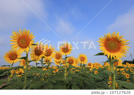 ひまわり4743 107127626