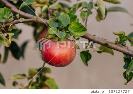 ripe red apples hanging on a branch in the garden. High quality photo 107127727