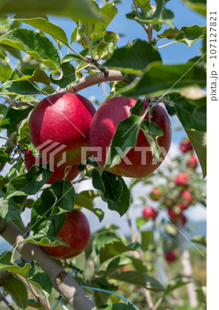りんご農園 紅玉 りんご農園 紅玉 107127821
