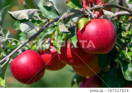 りんご畑　紅玉 107127824