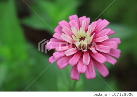 ジニア 0161 ジニア 0161 107128006