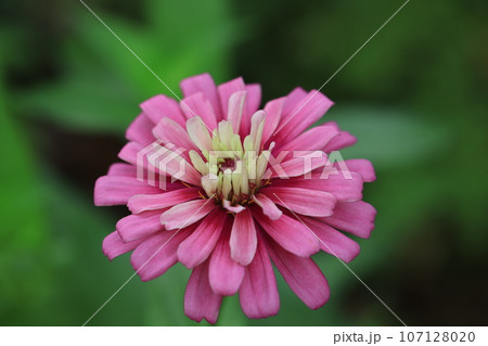 ジニア　0169 107128020