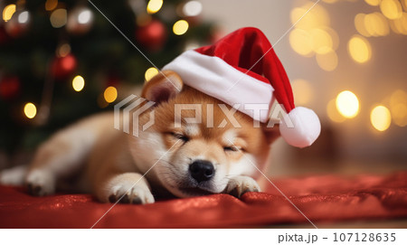 Shiba Inu puppy in a Santa hat sleeping under the Christmas tree. High quality photo Shiba Inu puppy in a Santa hat sleeping under the Christmas tree. High quality photo 107128635