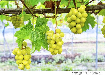 完熟したシャインマスカット　ぶどう狩り　宮城県仙台市 107128746