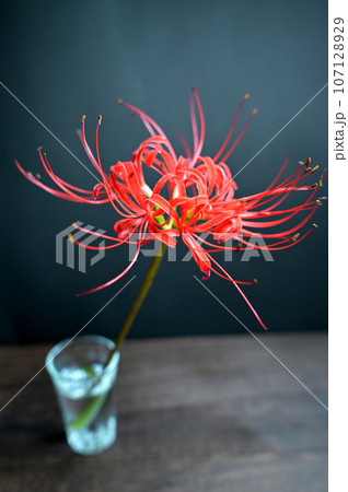 ヒガンバナ 107128929