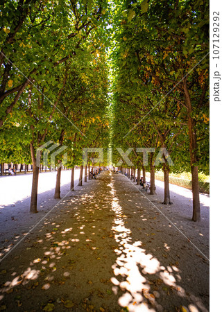 The gardens and promenades at the Royal Palace in Paris 107129292