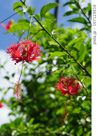 石垣島のフウリンブッソウゲ 石垣島のフウリンブッソウゲ 107129838