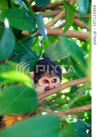 やいま村のリスザル やいま村のリスザル 107129866