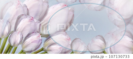 flowers   tulips on light blue  background.  Close-up. Flowers on the stem. Nature.. 107130733