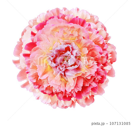 Red-pink peony  flower  on white isolated background with clipping path. Closeup. For design. Nature. 107131085