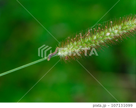 イネ科エノコログサの花穂 107131099