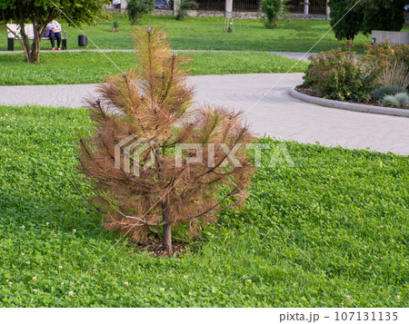Black pine, Austrian pine, Pinus nigra problems and disease Black pine, Austrian pine, Pinus nigra problems and disease 107131135
