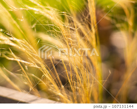 Close-up shot of the dried Mexican feather grass, Stipa tenuissima, Pony Tails 107131144