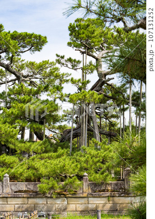 歴史を感じる実盛塚イメージ｜松の大木イメージ｜石川県加賀市 107131252