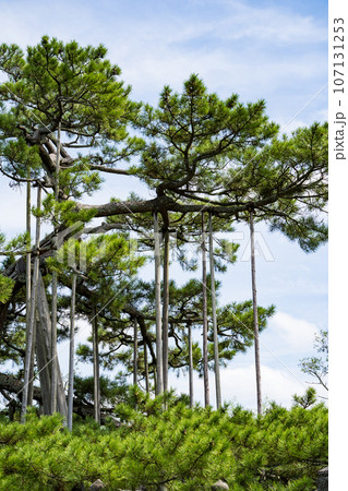 歴史を感じる実盛塚イメージ|松の大木イメージ|石川県加賀市 歴史を感じる実盛塚イメージ|松の大木イメージ|石川県加賀市 107131253